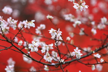 四季桜