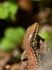lezard des murailles