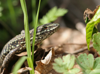 lezard des murailles