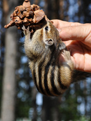 Chipmunk акробат