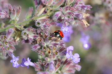 coccinelle