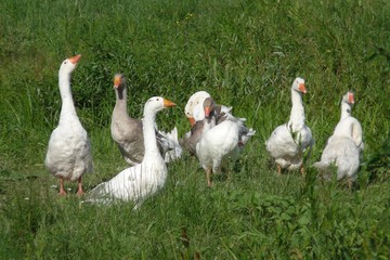 Geese in the meadow.