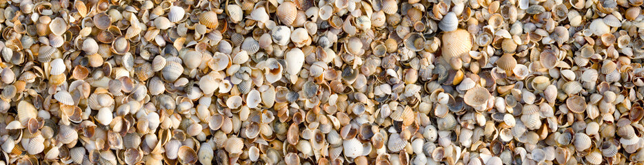 Seashell background.