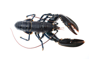 Homard breton