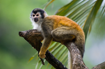 Singe écureuil dans une branche au Costa Rica