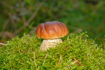 Steinpilz