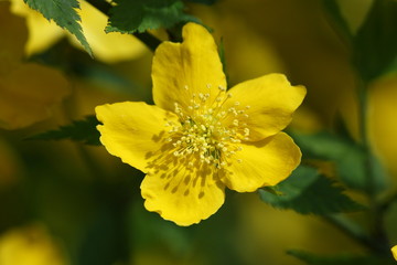 fiore giallo di primavera