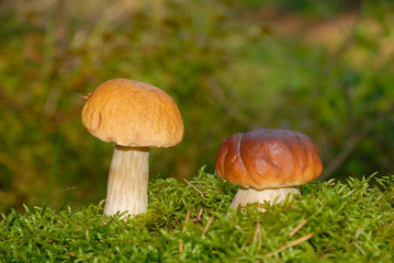 Steinpilz
