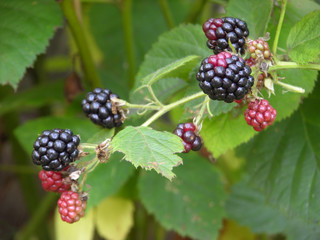 ブラックベリー