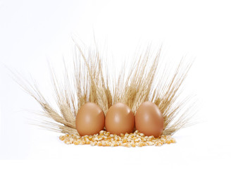 Huevos en ambiente de cereal.