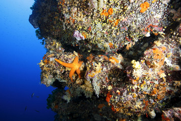 Fototapeta na wymiar stella marina acquario