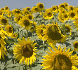 Fototapeta na wymiar Sunflowers's field