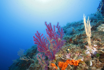gorgonia rossa acquario