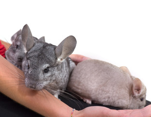 famille de chinchillas