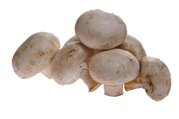 mushroom isolated on white background