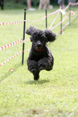 Pudel bei einem Hunderennen