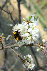 Bumble bee  sitting on blossoming cherry bush in spring forest
