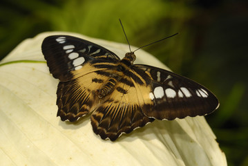 Brauner Segelfalter (Parthenos sylvia brown) © Rüdiger Jahnke