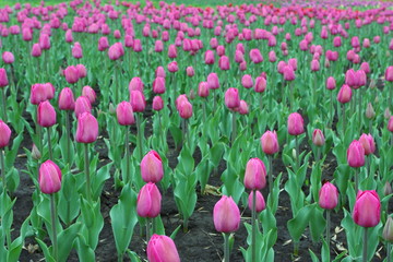 Field of blossoming pink tulips