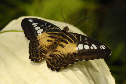 Brauner Segelfalter (Parthenos sylvia brown)