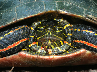 Painted Turtle (Chrysemys picta)
