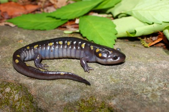 Spotted Salamander (Ambystoma maculatum)