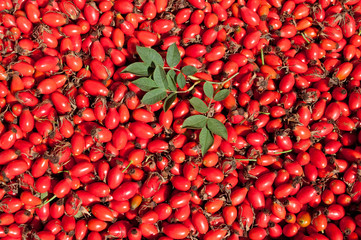 Hagebutten - Rosa canina