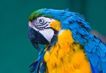blue macaw parrot