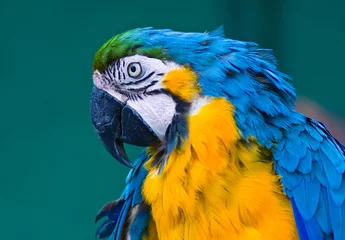 Photo sur Aluminium Perroquet perroquet ara bleu