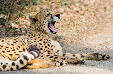 cheetah © bertys30