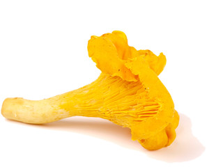 fresh chanterelle mushroom