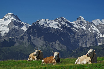 Kühe in den Alpen, Grindelwald