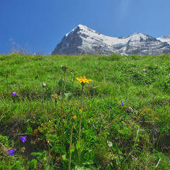 Blumenwiese Alpen Grindelwald