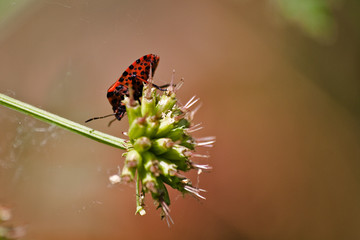 Insecto