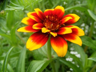 the beautiful flower