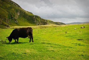 irish Landscape
