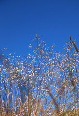 fleur des alpes