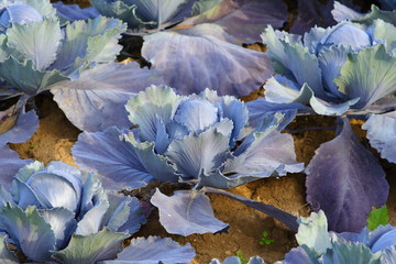Rotkohl