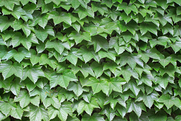 ivy leaves