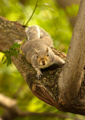Squirrel in tree