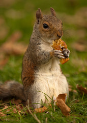 Squirrel eating an apple core