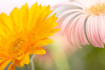 Closeup photo of pink and yellow daisy-gerbera