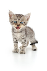 Kitten on a white background