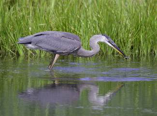 great blue heron