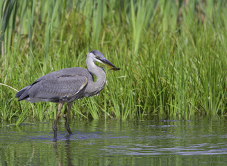 great blue heron with a fish