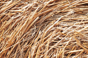 closeup collected hay