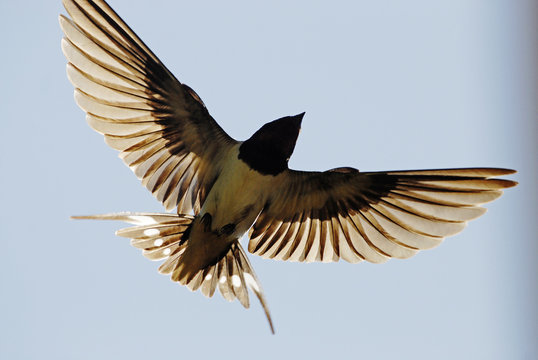 Swallow flying to the sky