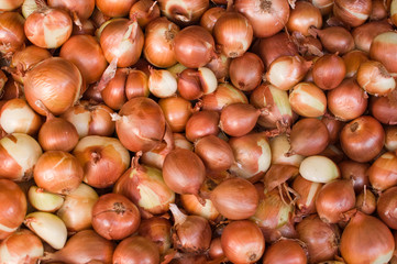 Onion background
