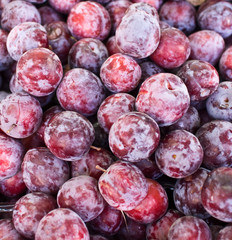 Pile of purple plums .