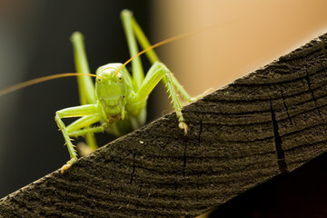 Zbliżenie pasikonika zielonego